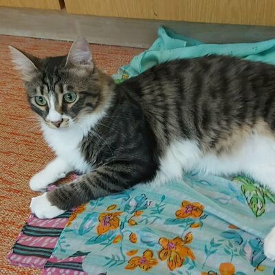 Katzen Linda und Cayo freuen sich auf Dich, EKH - Katze