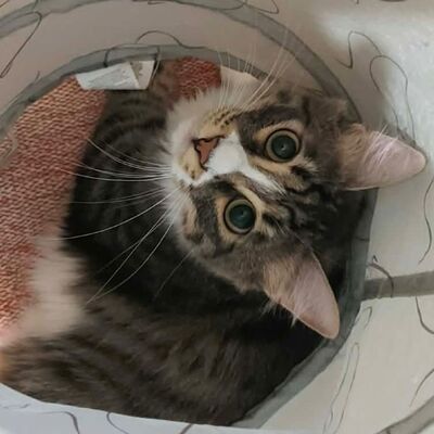 Katzen Linda und Cayo freuen sich auf Dich, EKH - Katze