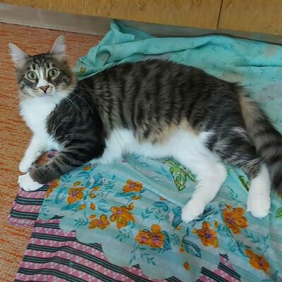 Katzen Linda und Cayo freuen sich auf Dich, EKH - Katze
