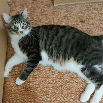Katzen Linda und Cayo freuen sich auf Dich, EKH - Katze