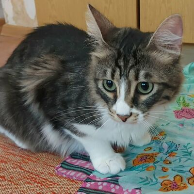 Katzen Linda und Cayo freuen sich auf Dich, EKH - Katze