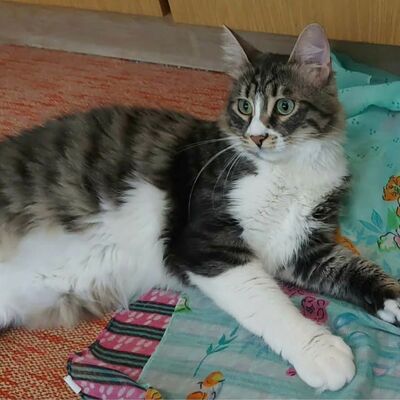 Katzen Linda und Cayo freuen sich auf Dich, EKH - Katze