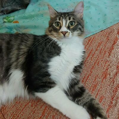 Katzen Linda und Cayo freuen sich auf Dich, EKH - Katze