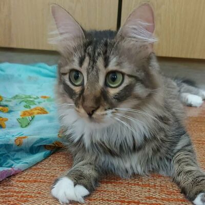 Katzen Linda und Cayo freuen sich auf Dich, EKH - Katze