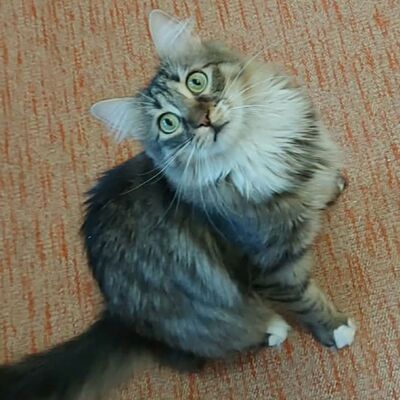 Katzen Linda und Cayo freuen sich auf Dich, EKH - Katze