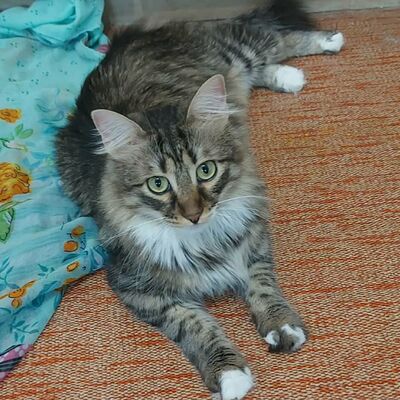 Katzen Linda und Cayo freuen sich auf Dich, EKH - Katze