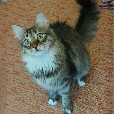 Katzen Linda und Cayo freuen sich auf Dich, EKH - Katze