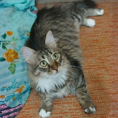 Katzen Linda und Cayo freuen sich auf Dich, EKH - Katze