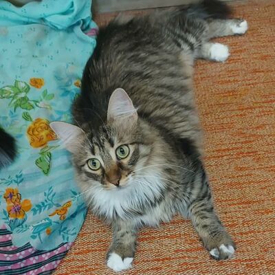 Katzen Linda und Cayo freuen sich auf Dich, EKH - Katze