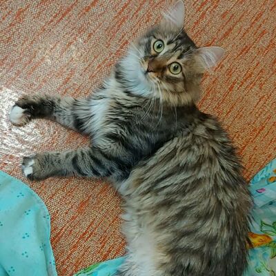 Katzen Linda und Cayo freuen sich auf Dich, EKH - Katze