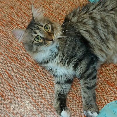 Katzen Linda und Cayo freuen sich auf Dich, EKH - Katze