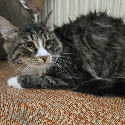 Katzen Linda und Cayo freuen sich auf Dich, EKH - Katze
