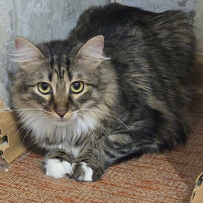 Katzen Linda und Cayo freuen sich auf Dich, EKH - Katze