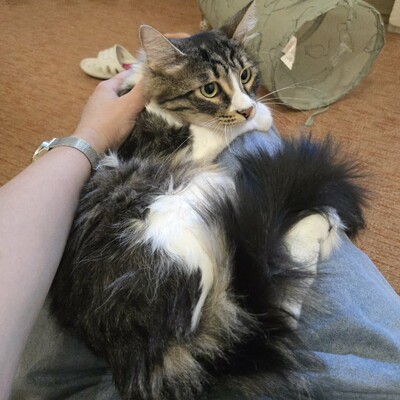 Katzen Linda und Cayo freuen sich auf Dich, EKH - Katze