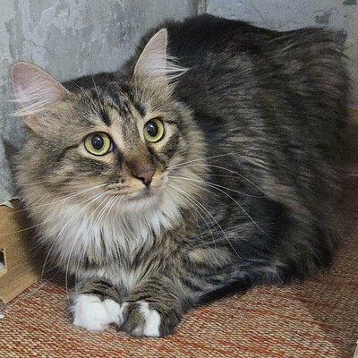 Katzen Linda und Cayo freuen sich auf Dich, EKH - Katze