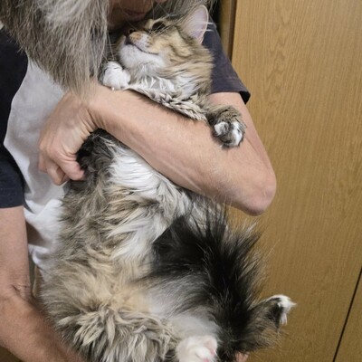 Katzen Linda und Cayo freuen sich auf Dich, EKH - Katze