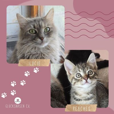 Katzen Lucie und Peaches suchen Dich, EKH - Katze