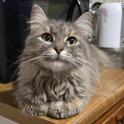Katzen Lucie und Peaches suchen Dich, EKH - Katze