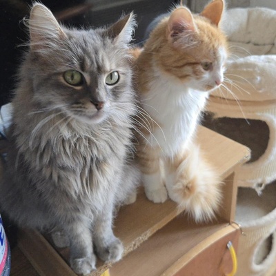Katzen Lucie und Peaches suchen Dich, EKH - Katze