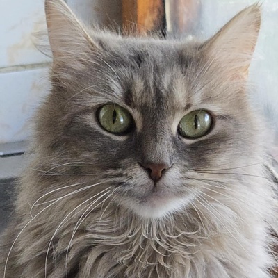 Katzen Lucie und Peaches suchen Dich, EKH - Katze