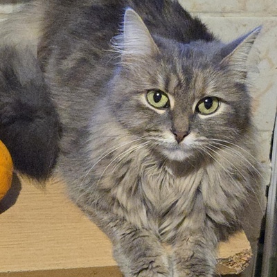 Katzen Lucie und Peaches suchen Dich, EKH - Katze