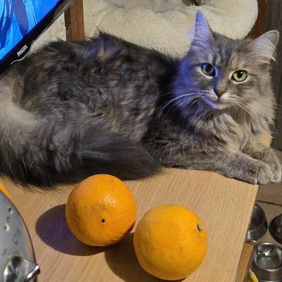 Katzen Lucie und Peaches suchen Dich, EKH - Katze
