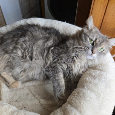 Katzen Lucie und Peaches suchen Dich, EKH - Katze