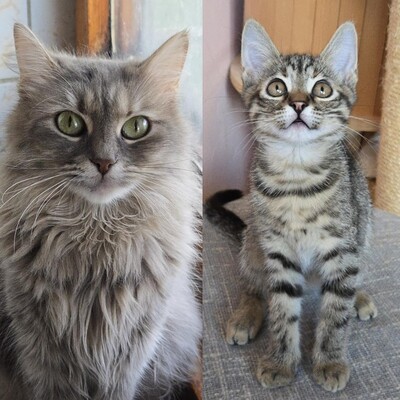 Katzen Lucie und Peaches suchen Dich, EKH - Katze