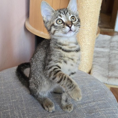Katzen Lucie und Peaches suchen Dich, EKH - Katze