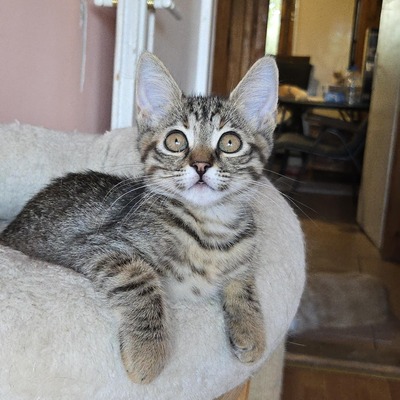 Katzen Lucie und Peaches suchen Dich, EKH - Katze