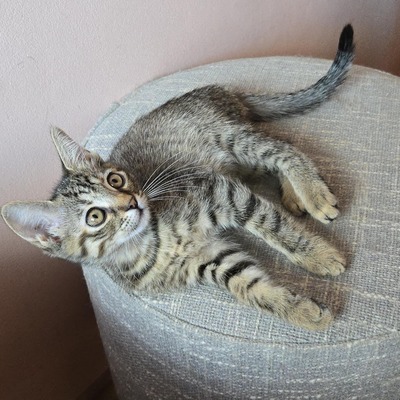 Katzen Lucie und Peaches suchen Dich, EKH - Katze
