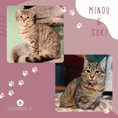 Katzen Minou und Suki möchten reisen, EKH - Katze