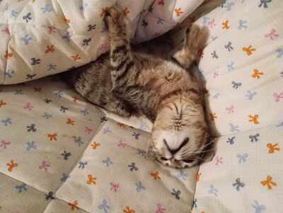 Katzen Minou und Suki möchten reisen, EKH - Katze