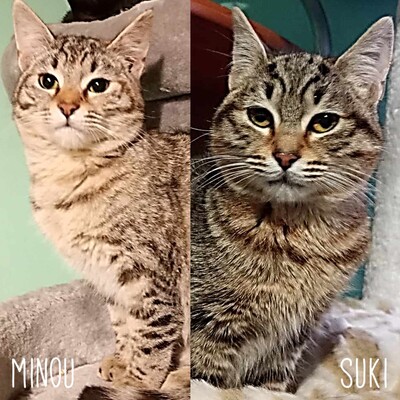 Katzen Minou und Suki möchten reisen, EKH - Katze