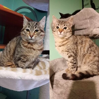 Katzen Minou und Suki möchten reisen, EKH - Katze
