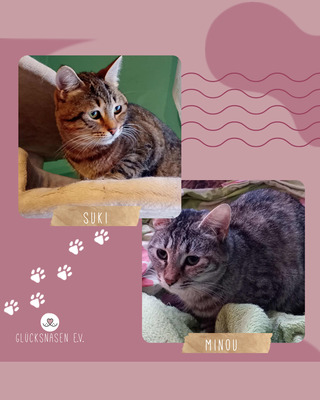 Katzen Minou und Suki sind bereit für Dich, EKH - Katze