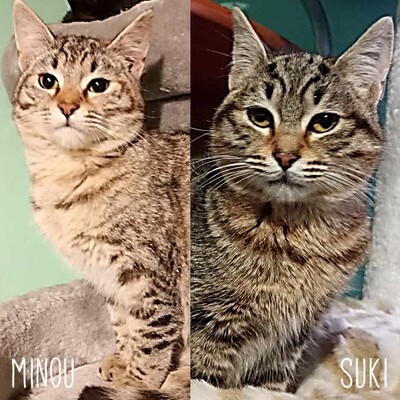 Katzen Minou und Suki suchen ihre Dosis, EKH - Katze