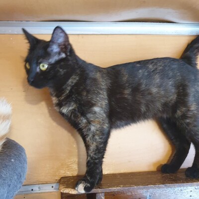 Katzen Mira und Sternchen sind neugierig auf Dich, EKH - Katze
