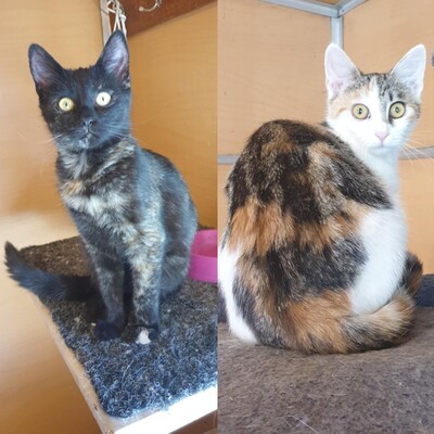 Katzen Mira und Sternchen sind neugierig auf Dich, EKH - Katze