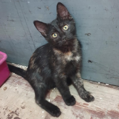 Katzen Mira und Sternchen sind neugierig auf Dich, EKH - Katze