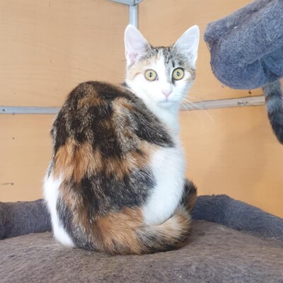 Katzen Mira und Sternchen sind neugierig auf Dich, EKH - Katze