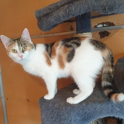 Katzen Mira und Sternchen sind neugierig auf Dich, EKH - Katze