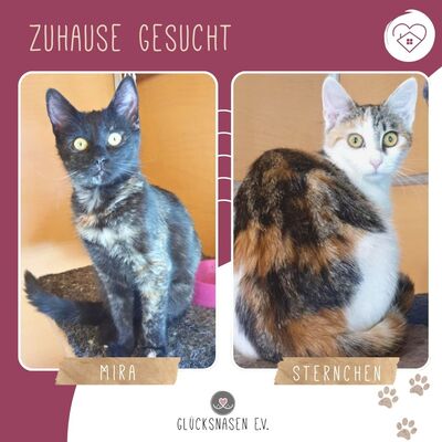 Katzen Mira und Sternchen suchen ihr Körbchen