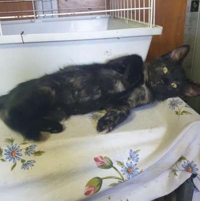 Katzen Mira und Sternchen suchen ihr Körbchen, EKH - Katze