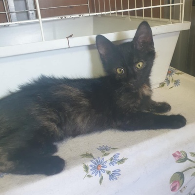 Katzen Mira und Sternchen suchen ihr Körbchen, EKH - Katze