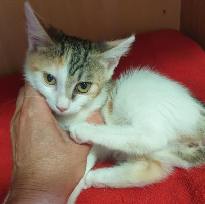 Katzen Mira und Sternchen suchen ihr Körbchen, EKH - Katze