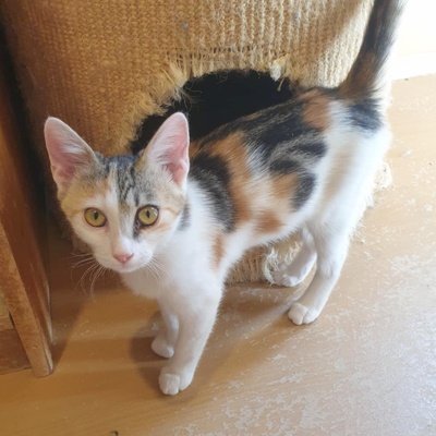 Katzen Mira und Sternchen suchen ihr Körbchen, EKH - Katze