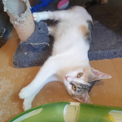 Katzen Mira und Sternchen suchen ihr Körbchen, EKH - Katze