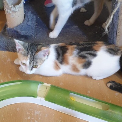 Katzen Mira und Sternchen suchen ihr Körbchen, EKH - Katze