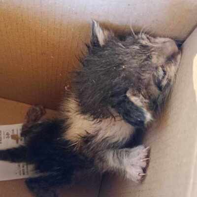 Katzen Mirella und Nanni suchen ihre Menschen, EKH Jungtier - Katze